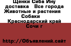 Щенки Сиба Ину доставка - Все города Животные и растения » Собаки   . Краснодарский край,Сочи г.